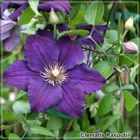 Clematis Rasputin