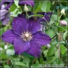 Clematis Rasputin