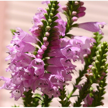 Physostegia Rose