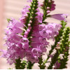 Physostegia Rose