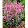 Physostegia Rose