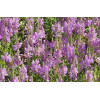 Physostegia Rose