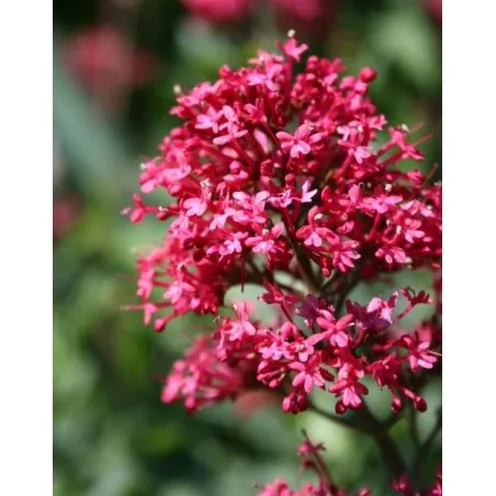 Centranthus ruber 'Coccineus'