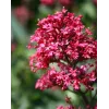 Centranthus ruber Coccineus G-9