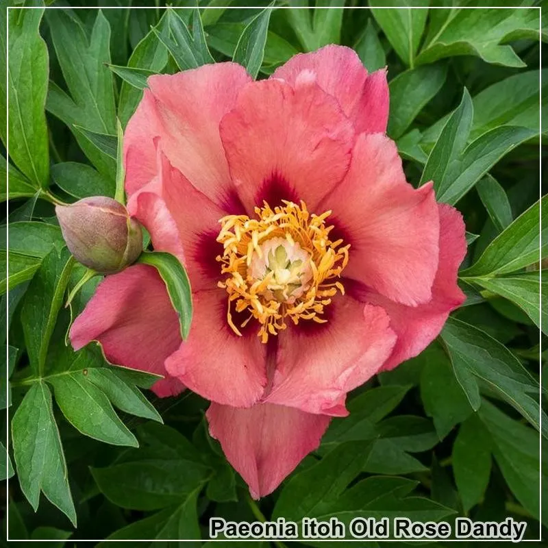 Bujor Old Rose Dandy