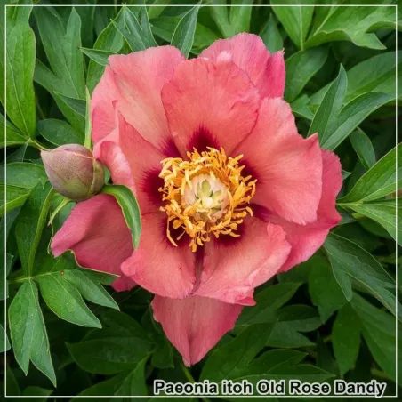 Bujor Old Rose Dandy