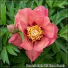 Bujor Old Rose Dandy