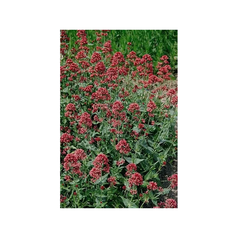 Centranthus ruber 'Coccineus'