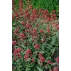 Centranthus ruber 'Coccineus'