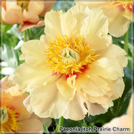 Bujor Prairie Charm