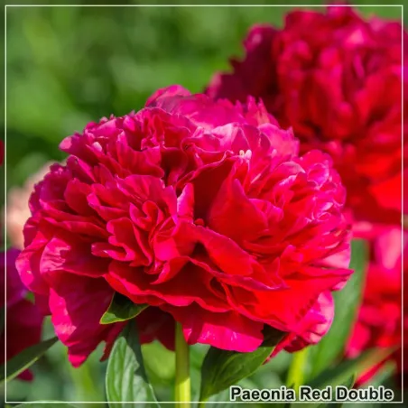Bujor Red Double