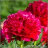 Bujor Red Double