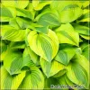 Hosta Velvet Moon