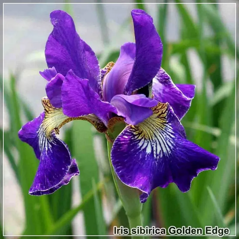 Iris Golden Edge