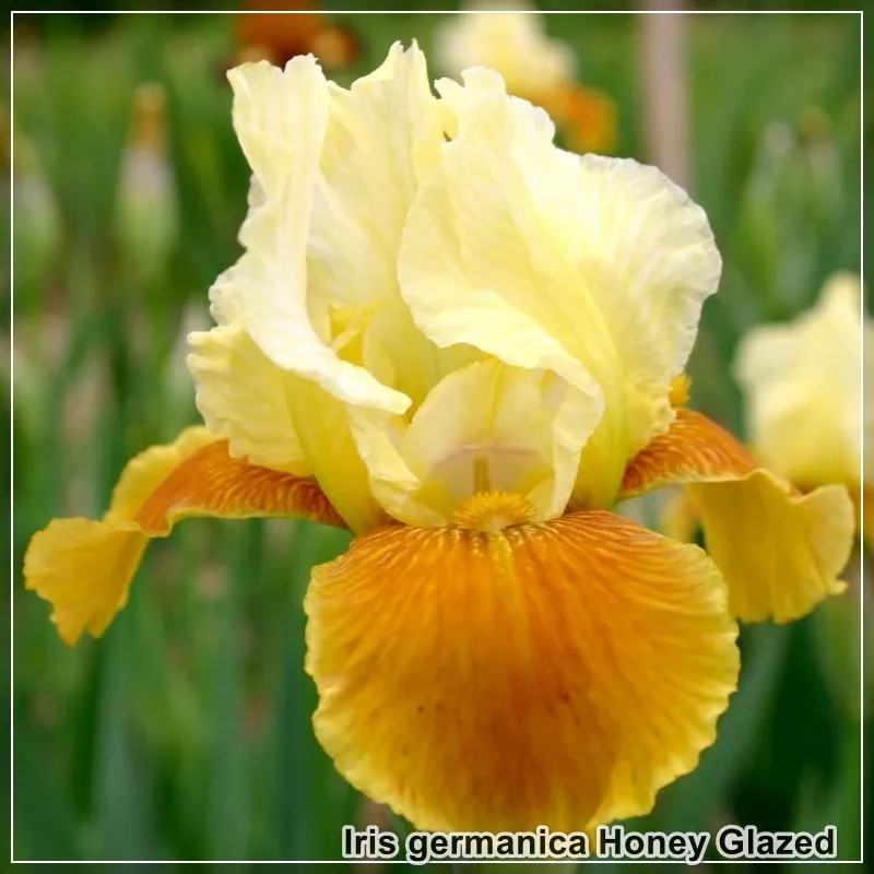 Iris Honey Glazed
