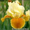 Iris Honey Glazed