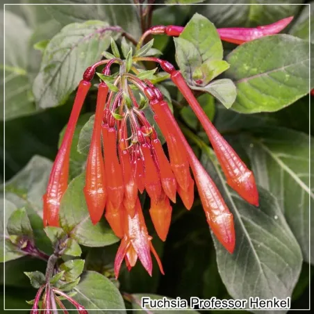 Fuchsia Professor Henkel