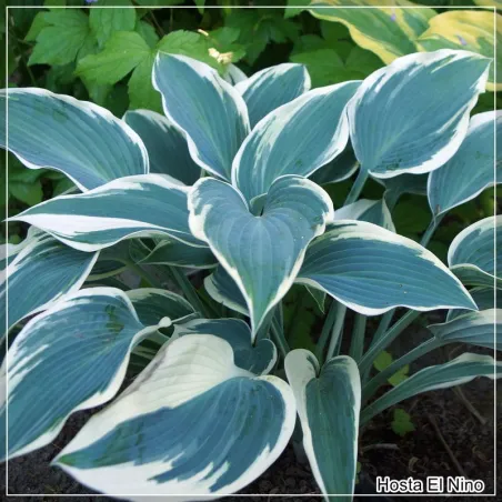Hosta El Nino