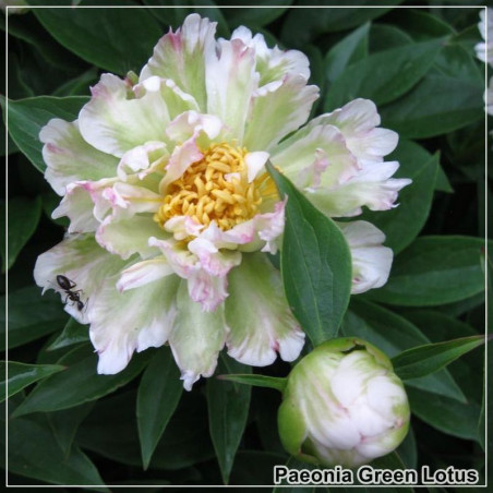 Bujor Green Lotus