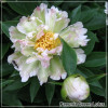 Bujor Green Lotus