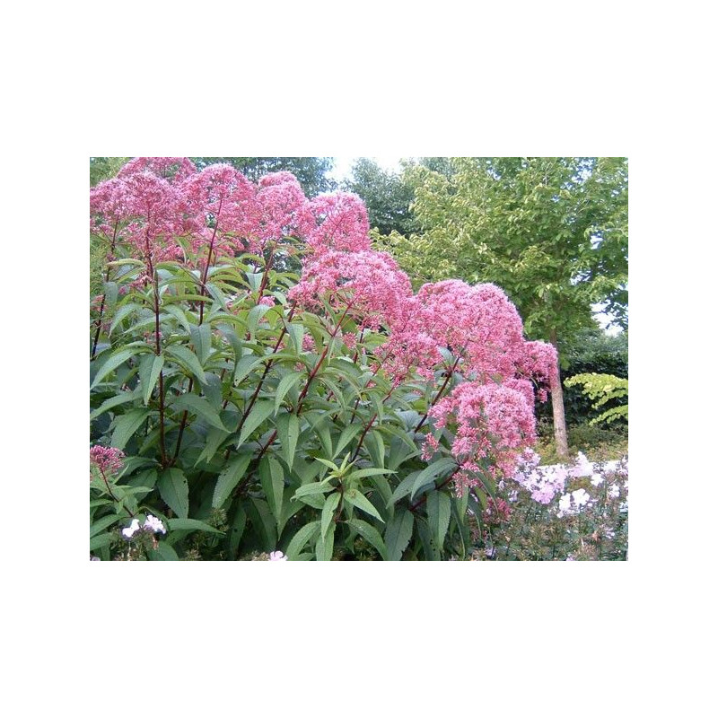 Eupatorium maculatum 'Atropurpureum'