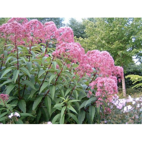 Eupatorium maculatum 'Atropurpureum'