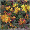 Sedum floriferum Weihenstephaner Gold