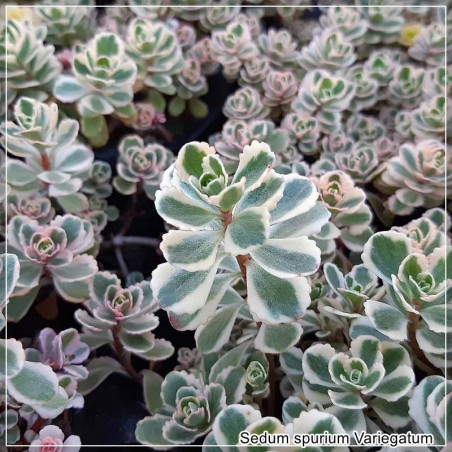 Sedum spurium Variegatum