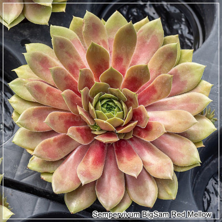 Sempervivum BigSam Red Mellow