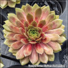 Sempervivum BigSam Red Mellow