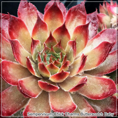 Sempervivum Chick Charms Butterscotch Baby