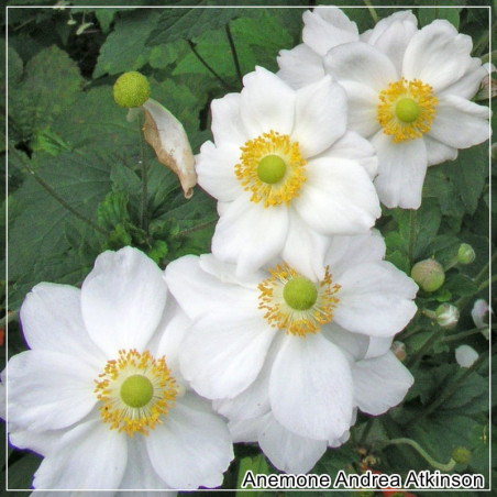 Anemone Andrea Atkinson