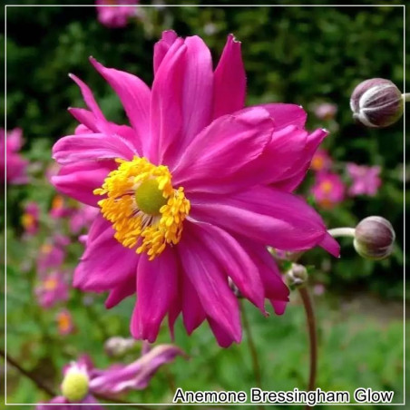 Anemone Bressingham Glow