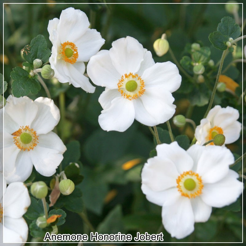 Anemone Honorine Jobert
