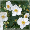 Anemone Honorine Jobert