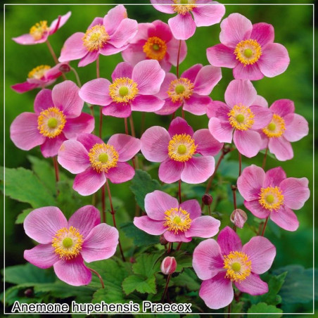 Anemone Praecox