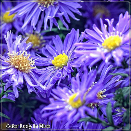 Aster dumosus Lady in Blue