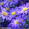 Aster dumosus Lady in Blue