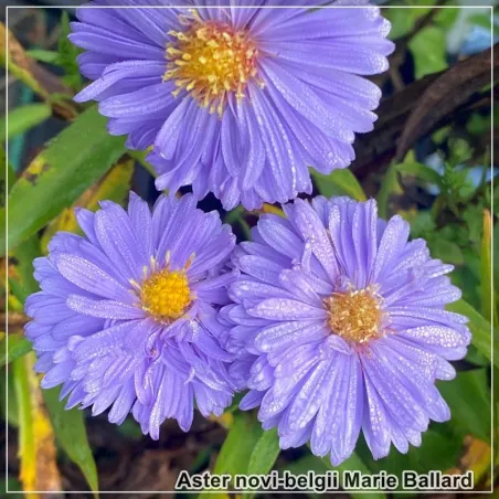 Aster Marie Ballard