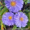 Aster Marie Ballard
