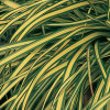 Carex hachijoensis 'Evergold'
