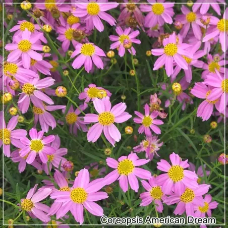 Coreopsis American Dream