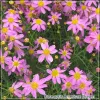 Coreopsis American Dream