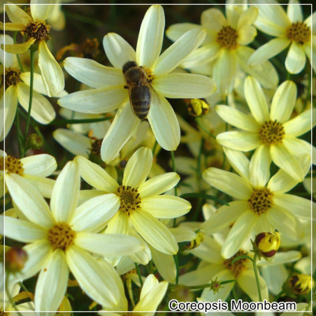 Coreopsis Moonbeam
