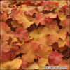 Heuchera Caramel
