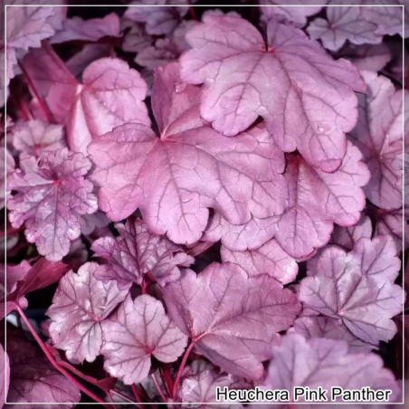Heuchera Pink Panther