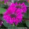 Monarda Bee Free