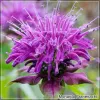 Monarda Prarienacht