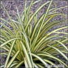 Carex Evergold