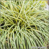 Carex Moonlight